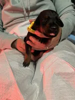 Yellow collar, a female Doberman Pinscher for sale in Tupelo, MS – Photo 3 of 6