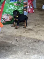 Yellow collar, a female Doberman Pinscher for sale in Tupelo, MS – Photo 5 of 6