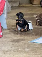 Yellow collar, a female Doberman Pinscher for sale in Tupelo, MS – Photo 1 of 6