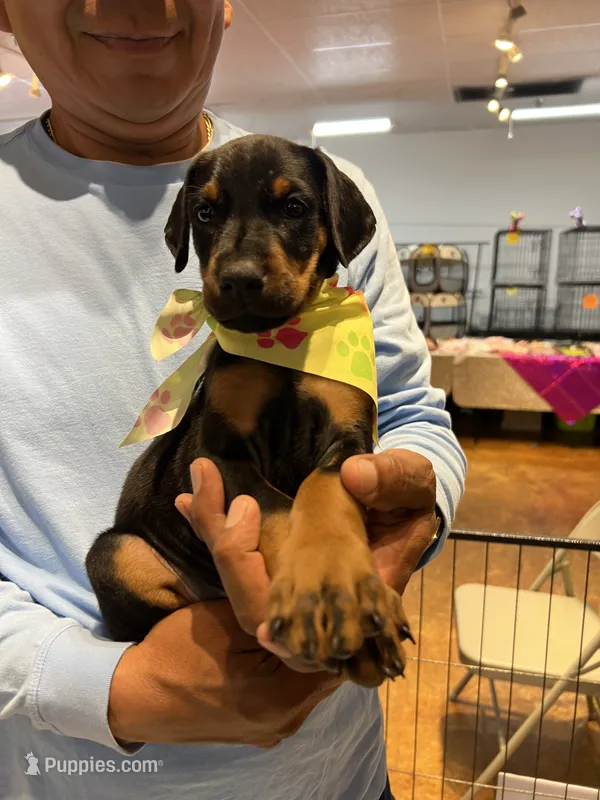 Yellow collar – Doberman Pinscher puppy for sale in Tupelo, MS
