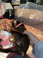 Red collar, a male Doberman Pinscher for sale in Tupelo, MS – Photo 3 of 6