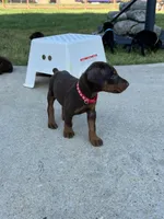 Red collar, a male Doberman Pinscher for sale in Tupelo, MS – Photo 5 of 6