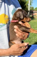 Red collar, a male Doberman Pinscher for sale in Tupelo, MS – Photo 2 of 6