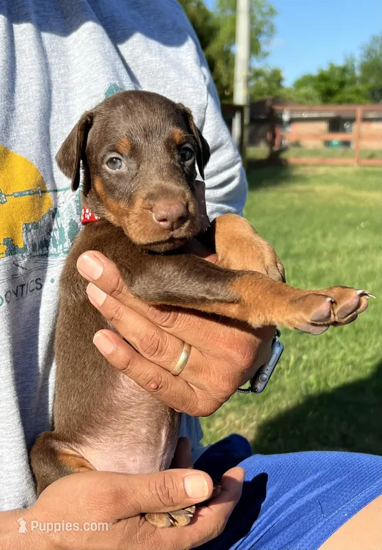 Red collar – Doberman Pinscher puppy for sale in Tupelo, MS