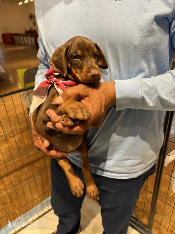 Purple collar – Doberman Pinscher puppy for sale in Tupelo, MS