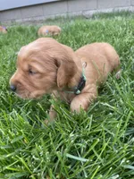 Max, a male Golden Retriever for sale in Inwood, IA – 2 of 4