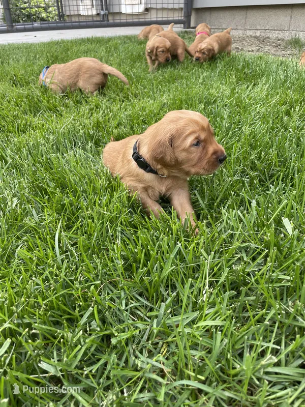 Oscar – Golden Retriever puppy for sale in Inwood, IA