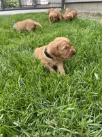 Oscar, a male Golden Retriever for sale in Inwood, IA – 1 of 3