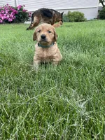 Rex, a male Golden Retriever for sale in Inwood, IA – 1 of 3