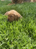 Dahlia, a female Golden Retriever for sale in Inwood, IA – 2 of 4