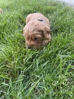 Dash, a male Golden Retriever for sale in Inwood, IA – 2 of 3