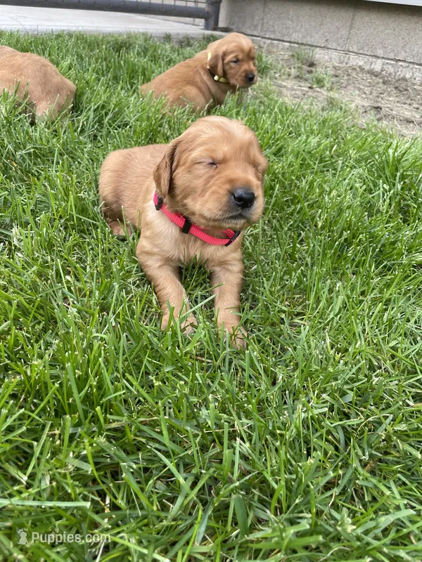 Rosie  – Golden Retriever puppy for sale in Inwood, IA