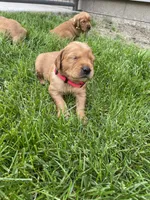 Rosie , a female Golden Retriever for sale in Inwood, IA – 1 of 4