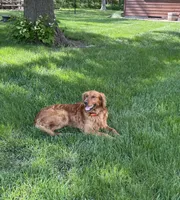 Rex, a male Golden Retriever for sale in Inwood, IA – 2 of 3