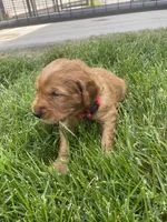 Rosie , a female Golden Retriever for sale in Inwood, IA – 2 of 4