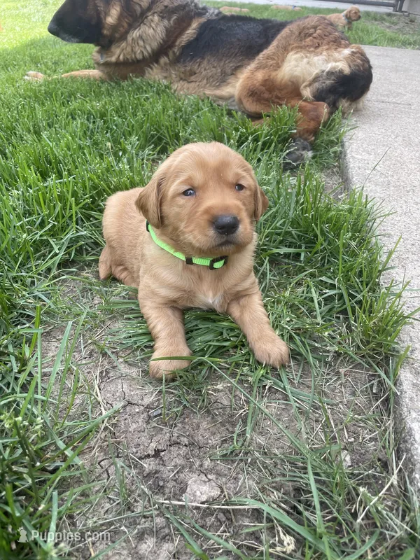 Diesel  – Golden Retriever puppy for sale in Inwood, IA