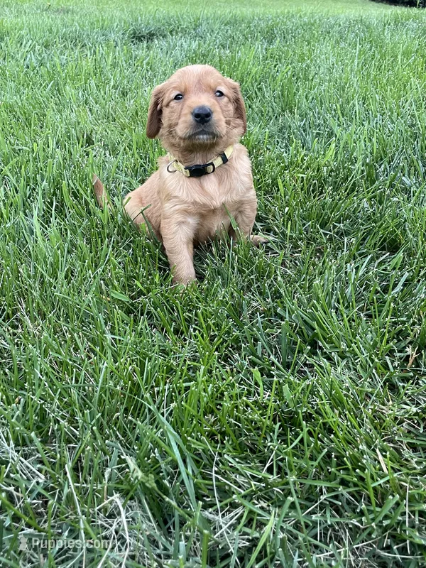 Dahlia – Golden Retriever puppy for sale in Inwood, IA
