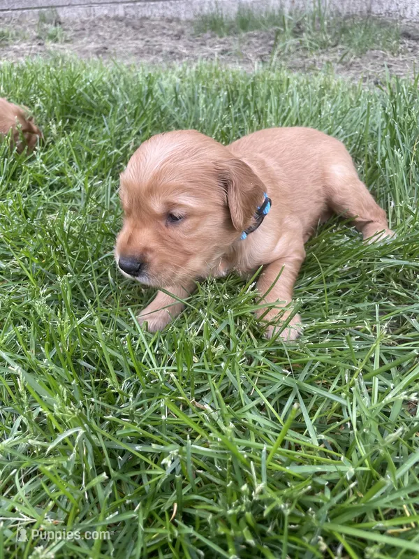 Rex – Golden Retriever puppy for sale in Inwood, IA