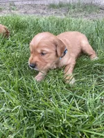 Rex, a male Golden Retriever for sale in Inwood, IA – 1 of 4