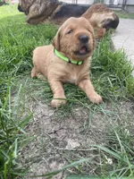 Diesel , a male Golden Retriever for sale in Inwood, IA – 2 of 4