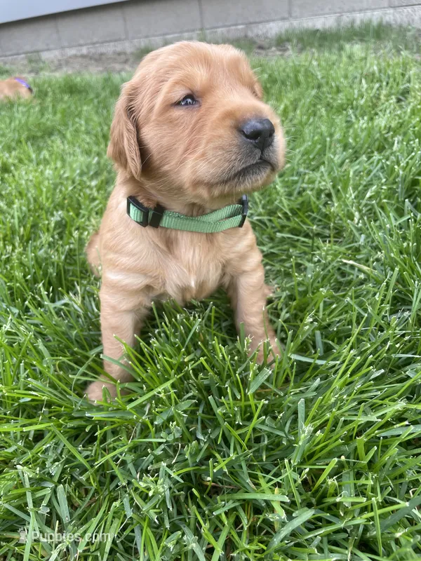 Max – Golden Retriever puppy for sale in Inwood, IA