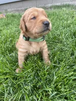 Max, a male Golden Retriever for sale in Inwood, IA – 1 of 4