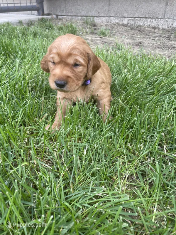 Dixie – Golden Retriever puppy for sale in Inwood, IA