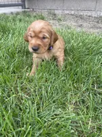 Dixie, a female Golden Retriever for sale in Inwood, IA – 1 of 4
