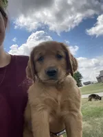 Red, a male Golden Retriever for sale in Inwood, IA – 1 of 4