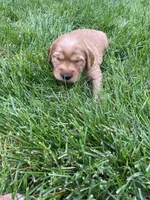 Dixie, a female Golden Retriever for sale in Inwood, IA – 2 of 4