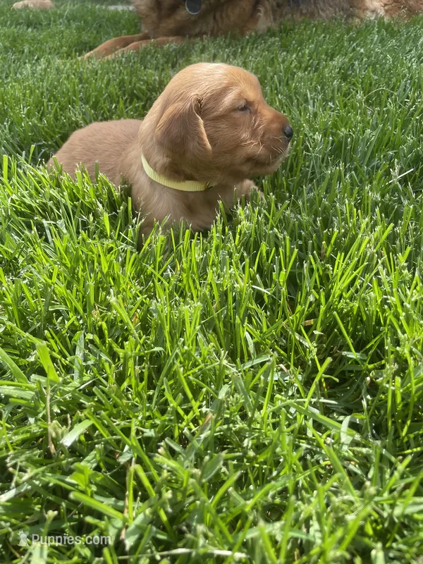 Dahlia – Golden Retriever puppy for sale in Inwood, IA