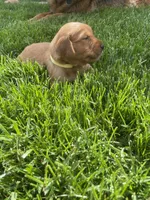 Dahlia, a female Golden Retriever for sale in Inwood, IA – 1 of 4