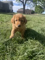 Red, a male Golden Retriever for sale in Inwood, IA – 2 of 4