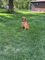 Oscar, a male Golden Retriever for sale in Inwood, IA – 3 of 3
