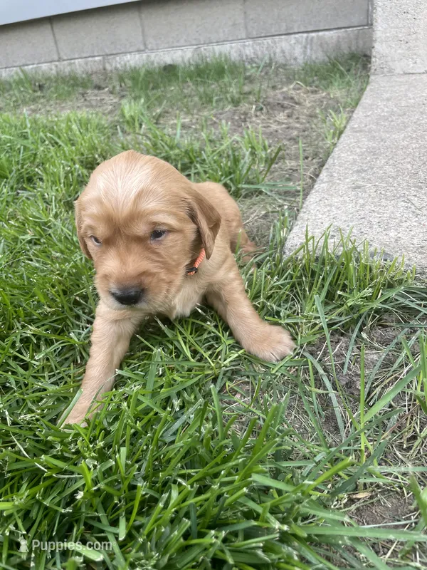 Buster – Golden Retriever puppy for sale in Inwood, IA