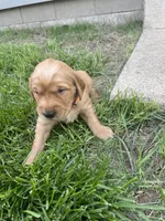 Buster, a male Golden Retriever for sale in Inwood, IA – 1 of 3