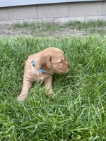 Rex, a male Golden Retriever for sale in Inwood, IA – 2 of 4