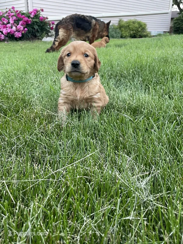 Rex – Golden Retriever puppy for sale in Inwood, IA