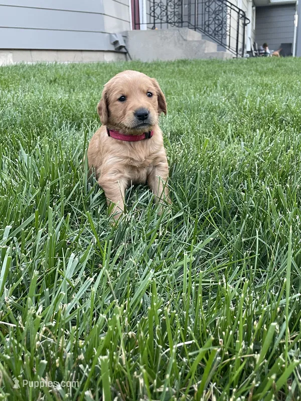 Rosie  – Golden Retriever puppy for sale in Inwood, IA