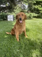 Dixie, a female Golden Retriever for sale in Inwood, IA – 3 of 4