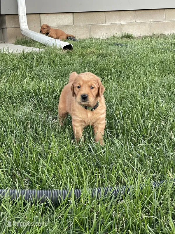 Max – Golden Retriever puppy for sale in Inwood, IA