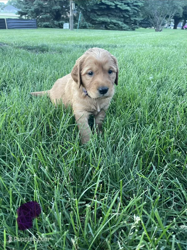 Dixie – Golden Retriever puppy for sale in Inwood, IA