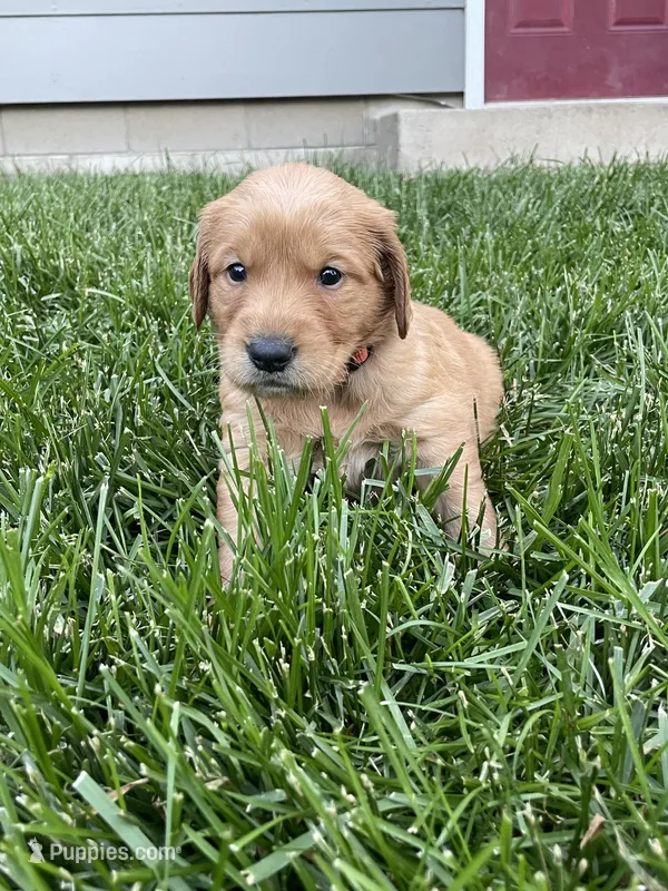 Buster – Golden Retriever puppy for sale in Inwood, IA