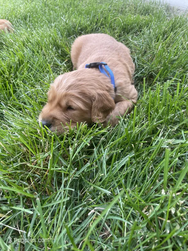Dash – Golden Retriever puppy for sale in Inwood, IA