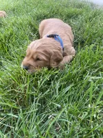 Dash, a male Golden Retriever for sale in Inwood, IA – 1 of 3