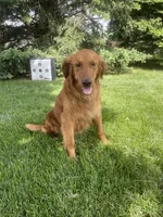 Red, a male Golden Retriever for sale in Inwood, IA – 3 of 4