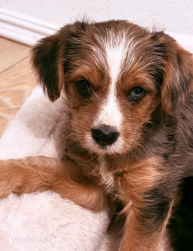 Caramel  – Yorkshire Terrier puppy for sale in Apple Valley, CA