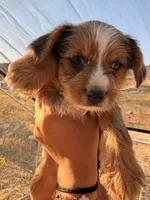 Caramel , a male Yorkshire Terrier for sale in Apple Valley, CA – Photo 3 of 3