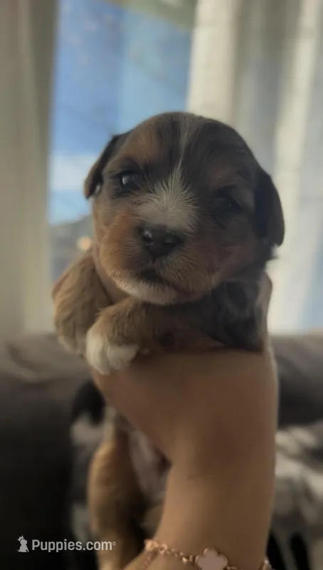 Caramel  – Yorkshire Terrier puppy for sale in Apple Valley, CA