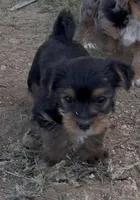 Teddy, a male Yorkshire Terrier for sale in Apple Valley, CA – Photo 2 of 4